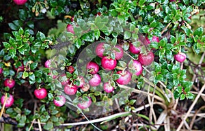 Chilean guava or strawberry myrtle berries in Chilean Patagonia