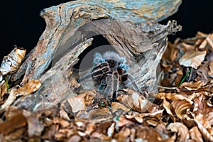 Chilean hair rose tarantula Grammostola rosea