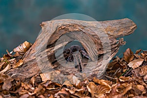 Chilean hair rose tarantula Grammostola rosea