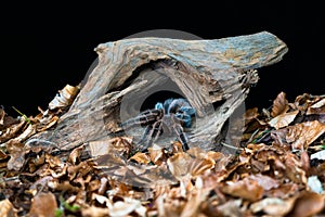 Chilean hair rose tarantula Grammostola rosea