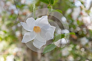 Chilean jasmine, Mandevilla laxa, white flower with yellow eye