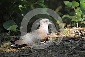 Chilean lapwing