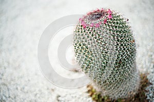 Chilean native cactus