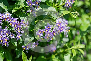 Chilean nightshade (solanum crispum) flowers