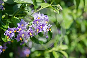 Chilean nightshade (solanum crispum) flowers