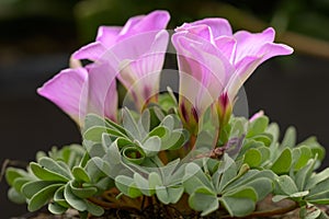 Chilean Oxalis adenophylla, bright lilac-pink flowers