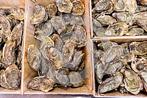 Chilean oyster in big boxes