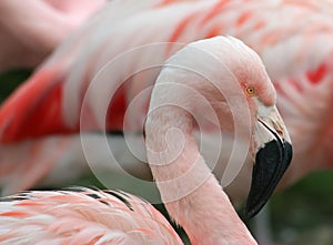 Chilean Pink Flamingo