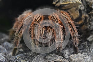 Chilean pink tarantula (Grammostola rosea)  spider is perched on top of a rock near a small toad