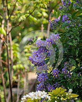 Chilean potato climbing plant also known as Solanum crispum, with bursts of purple and yellow flowers. Photographed in London UK