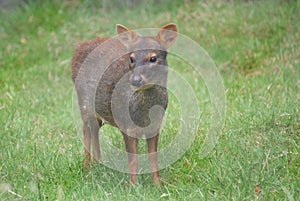 Chilean Pudu - Pudu puda