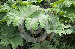 Chilean Rhubarb