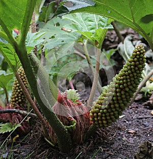 Chilean Rhubarb