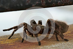 Chilean Rose Hair Tarantula. walks along a wall. focus selective