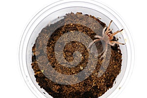 Chilean rose sling tarantula Grammostola rosea in plastic cage