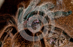 Chilean Rose Tarantula