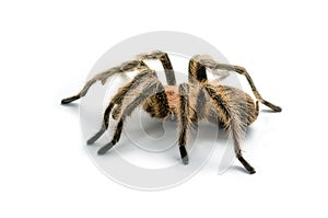 Chilean rose tarantula