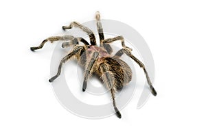 Chilean rose tarantula