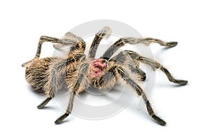 Chilean rose tarantula