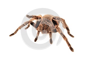 Chilean Rose Tarantula