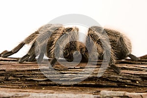 Chilean Rose Tarantula