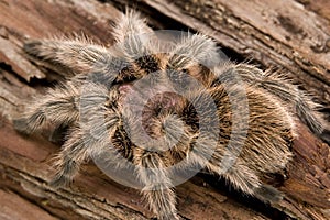 Chilean Rose Tarantula