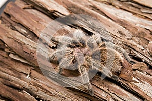 Chilean Rose Tarantula