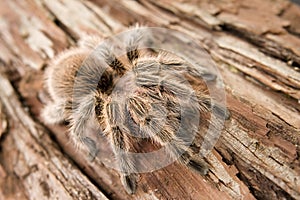 Chilean Rose Tarantula