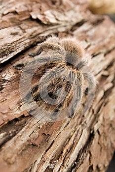 Chilean Rose Tarantula