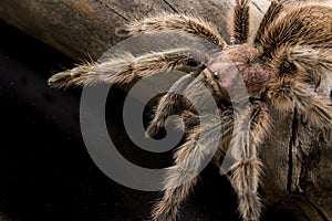 Chilean Rose Tarantula