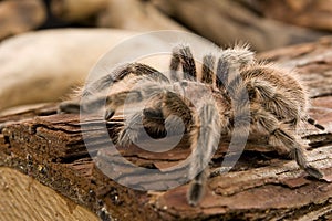 Chilean Rose Tarantula