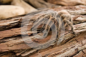 Chilean Rose Tarantula