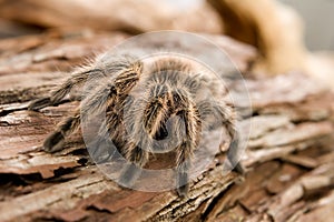 Chilean Rose Tarantula