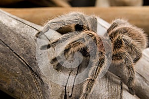 Chilean Rose Tarantula