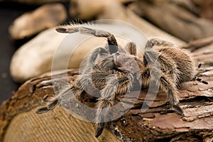 Chilean Rose Tarantula