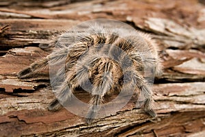 Chilean Rose Tarantula