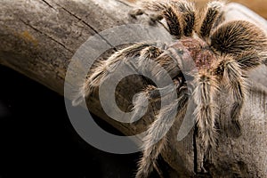 Chilean Rose Tarantula