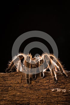 chilean rose tarantula