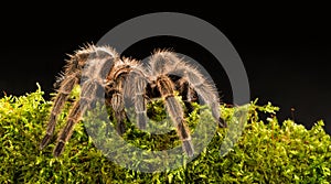 Chilean rose tarantula