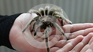 Chilean rose tarantula