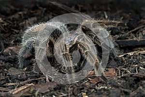 Chilean Rose Tarantula (Grammostola Rosea)