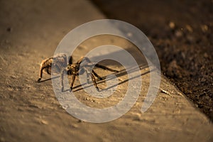 Chilean Rose Tarantula spider, Chile