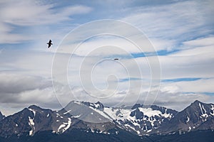 Chilean Skua Birds flying over Mountains in Beagle Channel - Ushuaia, Tierra del Fuego, Argentina