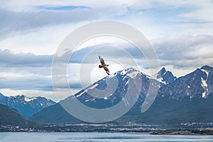 Chilean Skua Birds flying over Mountains in Beagle Channel - Ushuaia, Tierra del Fuego, Argentina