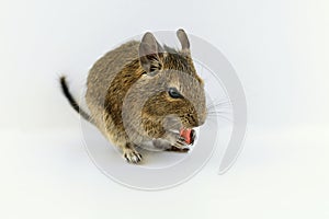 Chilean squirrel degu eating peanut nut, isolated on white background