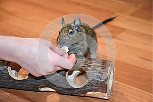 Chilean squirrel degu home rodent