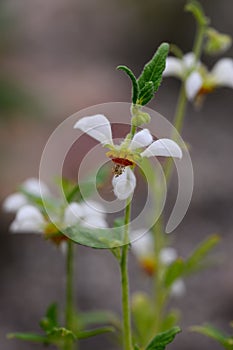 Chilean stinging nettle Loasa triphylla var. vulcanica pending flower