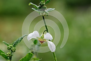 Chilean stinging nettle Loasa triphylla var. vulcanica a pending white flower