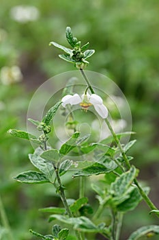 Chilean stinging nettle Loasa triphylla var. vulcanica pending white flower