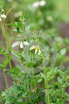 Chilean stinging nettle Loasa triphylla var. vulcanica pending white flowers